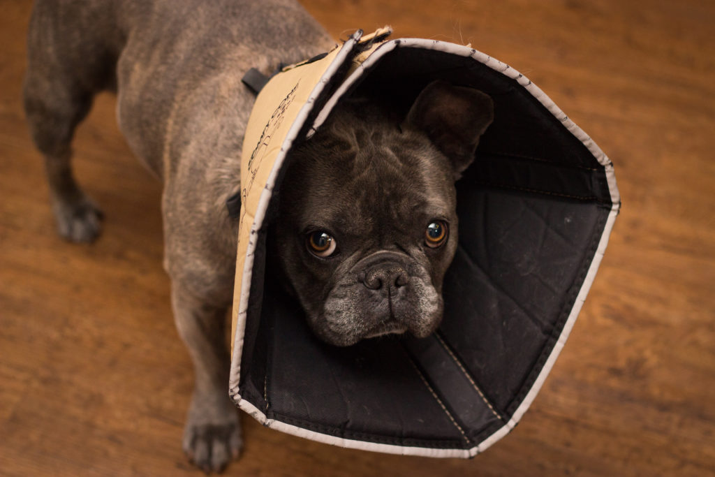 Conehead: How to make your dog more comfortable during recovery