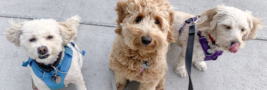 How much does a Goldendoodle Cost? - Lisa Gallegos - Puppy ...