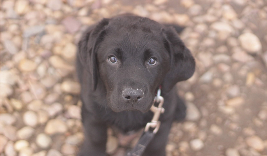 Five Reasons Your Puppy Does Not Want to Walk