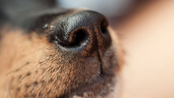 What to do if Your Puppy’s Nose is Dry?