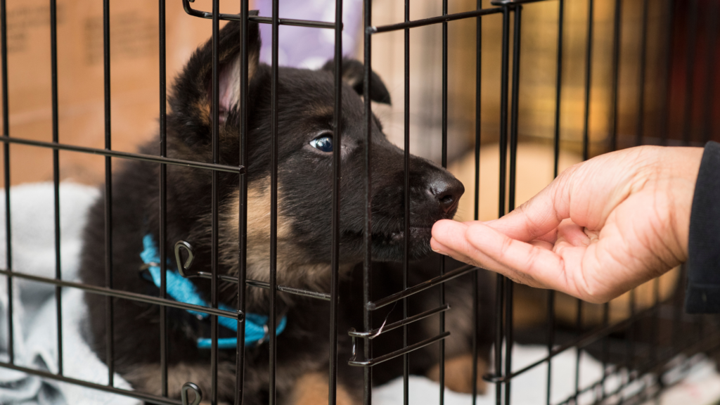 Puppy HATES crate (how to get your puppy to LOVE their crate instead)