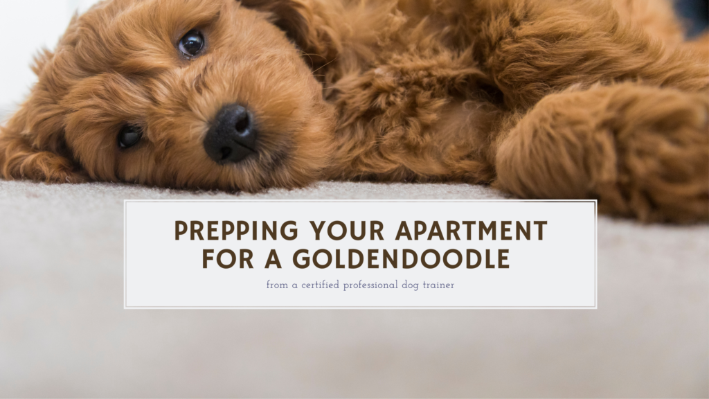 Prepping your apartment for a new Goldendoodle
