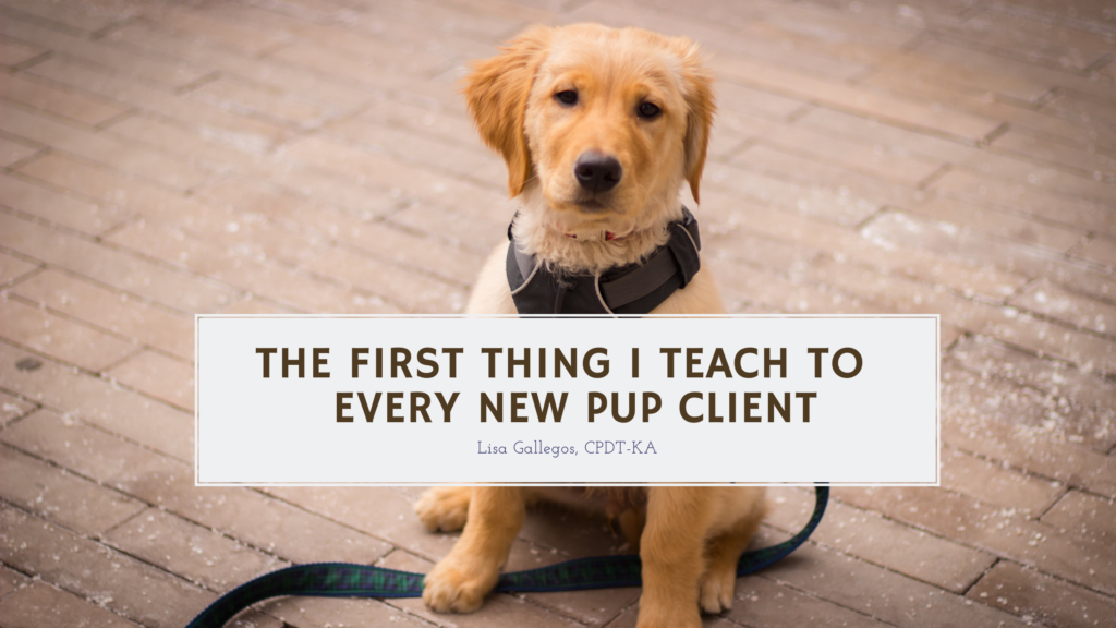 Benefits of Teaching Your Pup to Focus