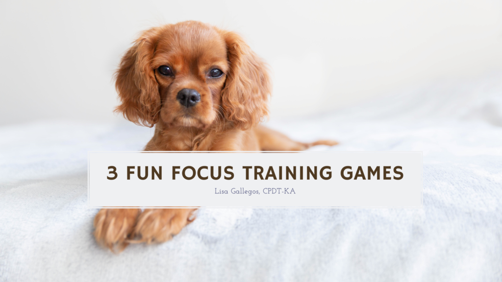 3 Fun Focus Training Games