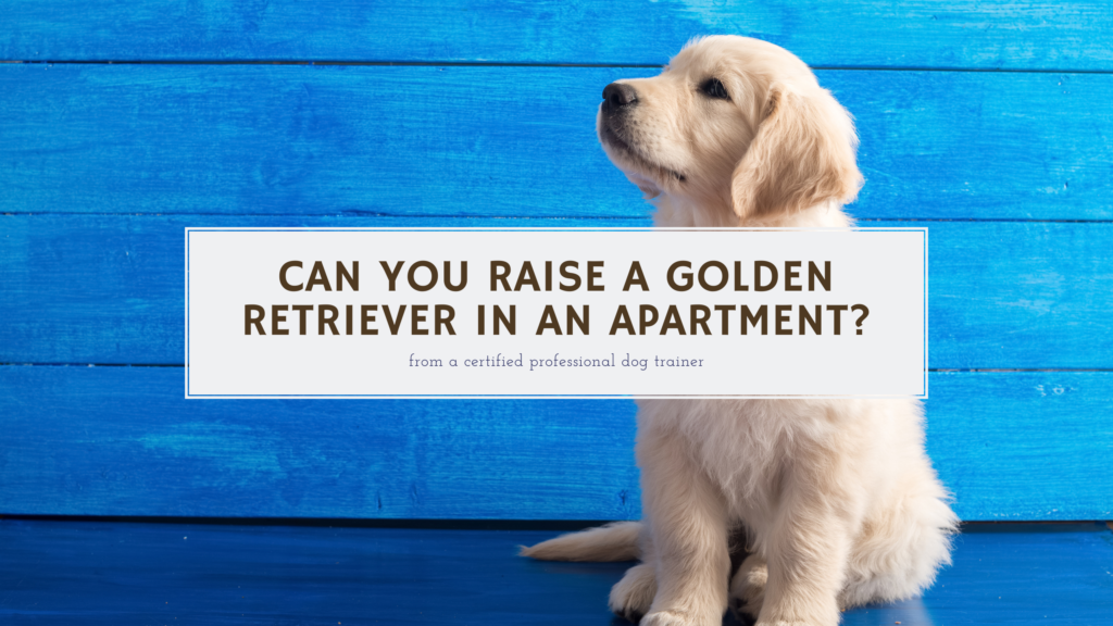 Can you raise a Golden Retriever in an apartment?