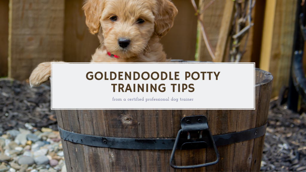 Goldendoodle Potty Training Tips
